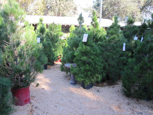 Living Christmas trees at Treeland in Calabasas