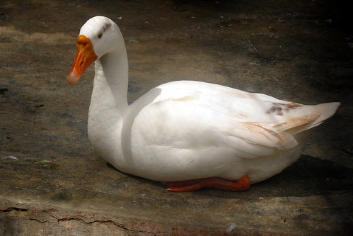 Sitting duck ... nay, goose!