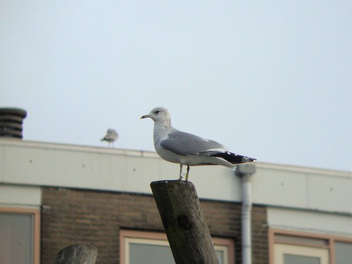 Common gull / Larus canus ad Y-FR2 Danmark