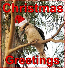 eCard- Christmas Greetings - kookaburra