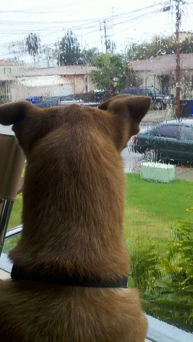 Raining cats and dogs!