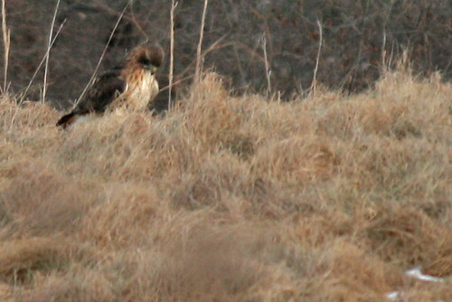 Rock Meadow redtail hawk with catch
