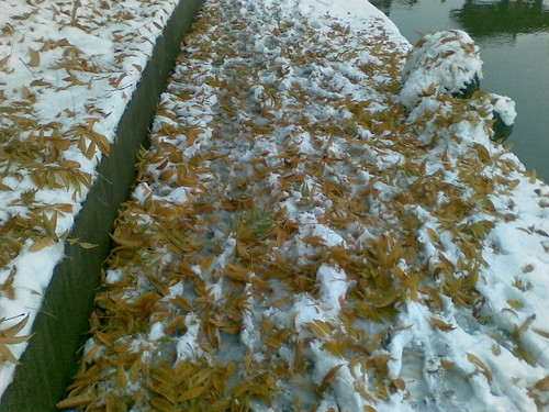 fallen-leaf-in-snow
