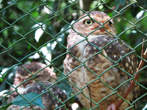 Owl in Animal Refuge - Iguazu, Argentina