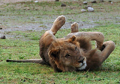 Lion Relaxing