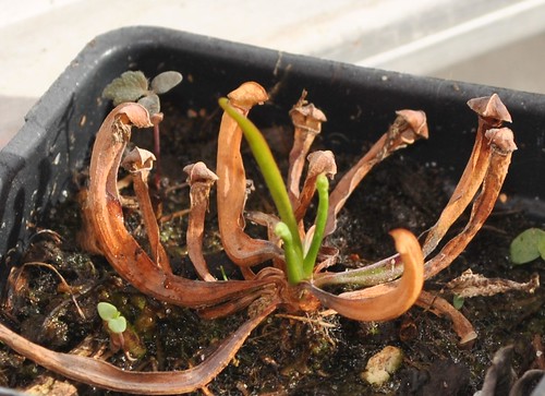 1 year old Sarracenia seedling, waking up from dormancy