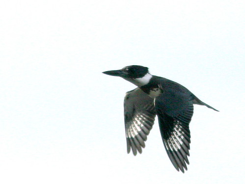 Belted Kingfisher in Flight 20101123