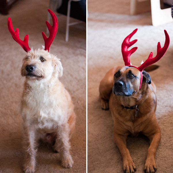 reindeer dogs