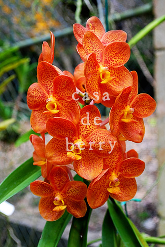 orchids3 copy