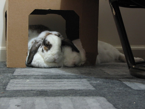 under-ear snuggle bunnies