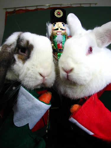 bunny christmas card picture 2010