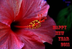 Wish you all Happy New Year 2011^^
