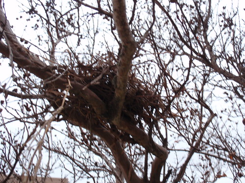 Is It a Nest