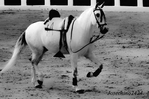 El caballo blanco de Santiago.