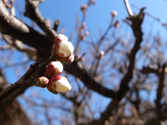 Ume-plum flower