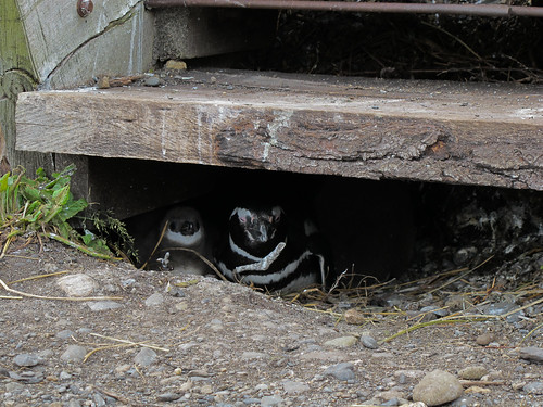 Penguin Nest Under the Stairs - Tierra del Fuego, Argentina