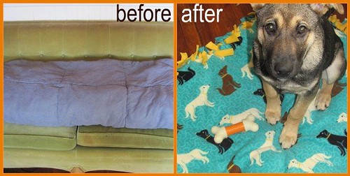 doggie bed before after