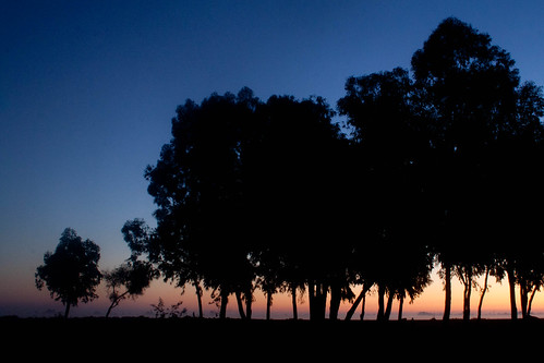 Photo: Silhouette d'arbres sur lever de soleil