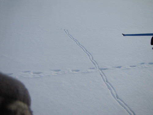 fox track crossing bird track