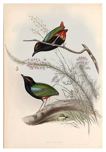 024-Pitta arco iris-The Birds of Australia  1848-John Gould- National Library of Australia Digital Collections