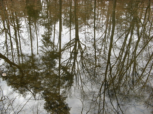 Trees reflected on lake surface
