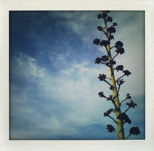 agave bloom