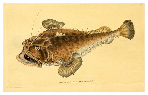 018-The natural history of British fishes 1802-Edward Donovan