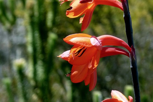 red Gladiolus