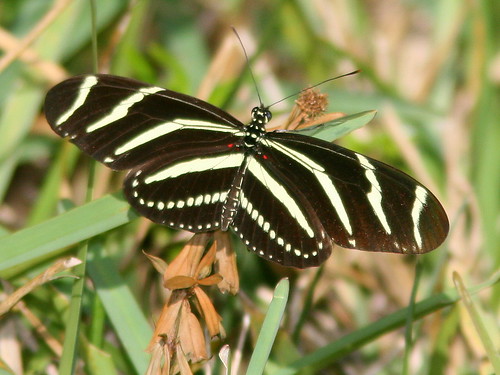 Zebra heliconian 20101220