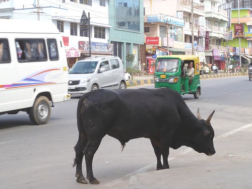 Obligatory 'Bull in Traffic' shot