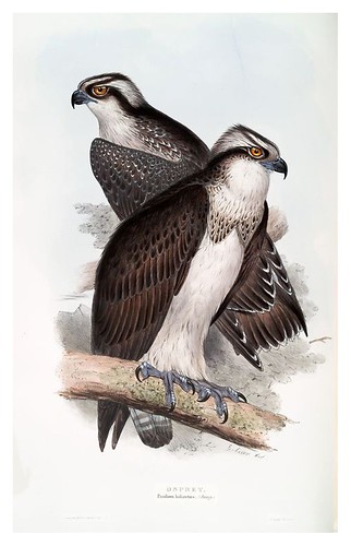 004-Aguila pescadora- The birds of Europe Tomo I-1837- John Gould