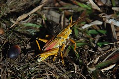 Kissimmee Prairie Grasshopper