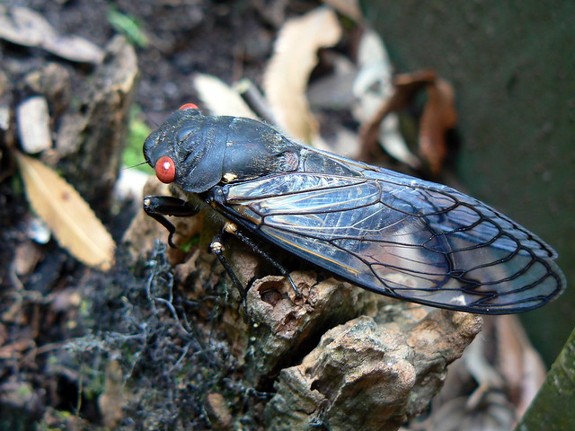 Cicada, newly emerged from shell