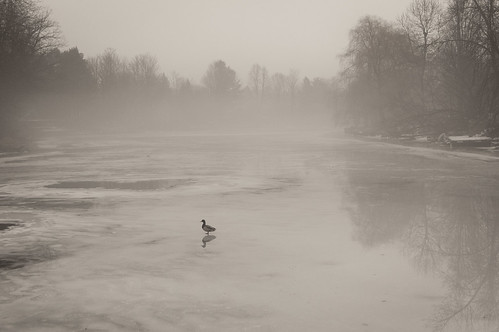 One foggy duck