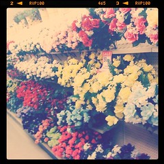 Strolling through a kitschy field of flowers~