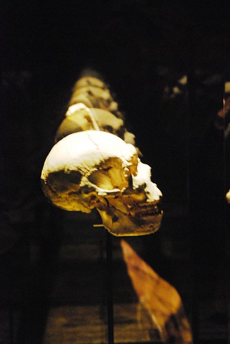 80 "Miguelón" Homo antecessor Museo de la Evolución Humana 0511