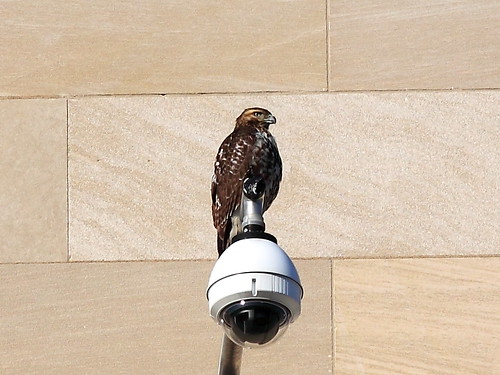 Hawk at FTC Apex Building
