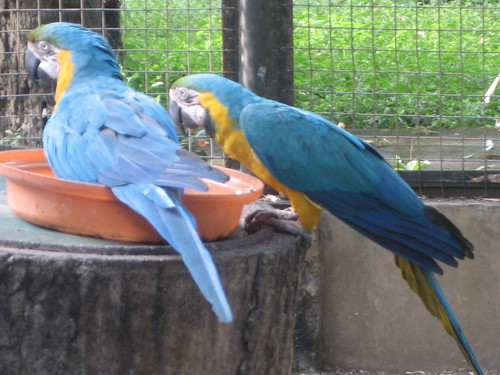Parrots during feeding time.