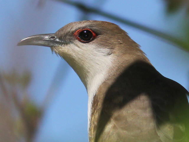Black-billed Cuckoo (Coccyzus erythropthalmus ) 4-20110516