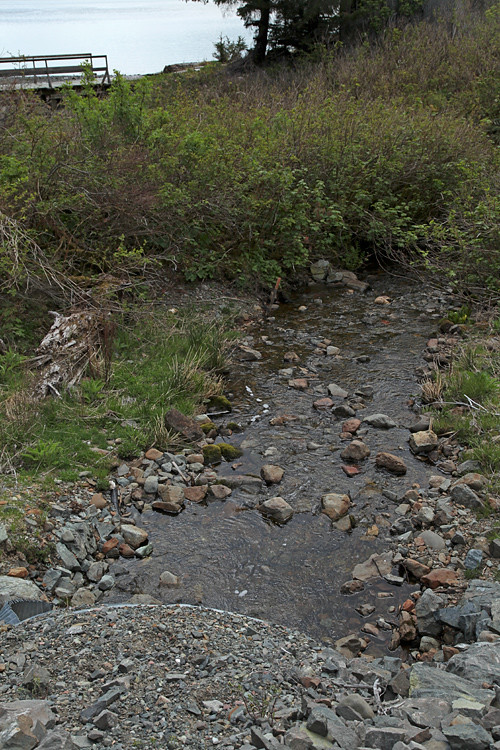 creek in the middle of Kasaan, Alaska