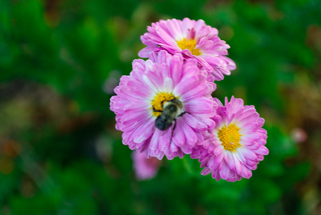 macro bee on flower