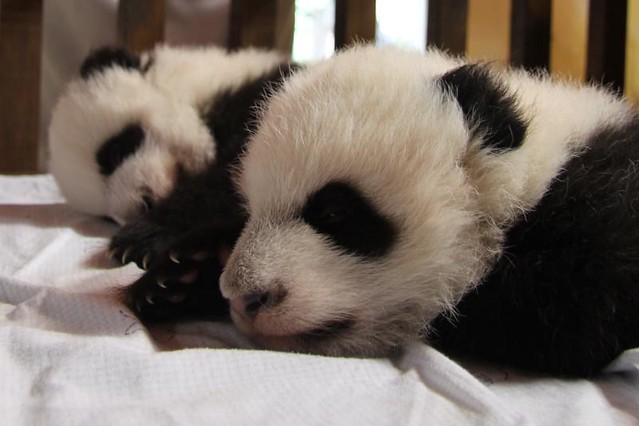 Twin Pandas Madrid Zoo