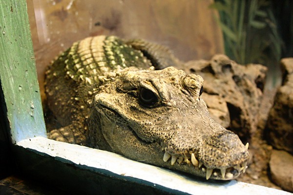 Crocodile at the Wildlife World Zoo