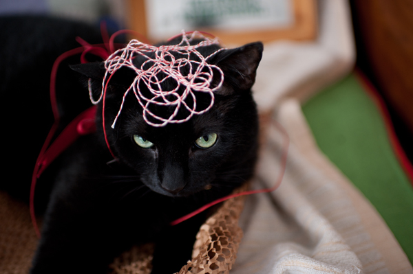 cats & string