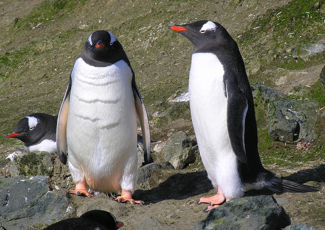 ANTARCTICA2010-28 Aitcho Islands -gentoo penguins 南极 Aitcho群岛 巴布亚企鹅