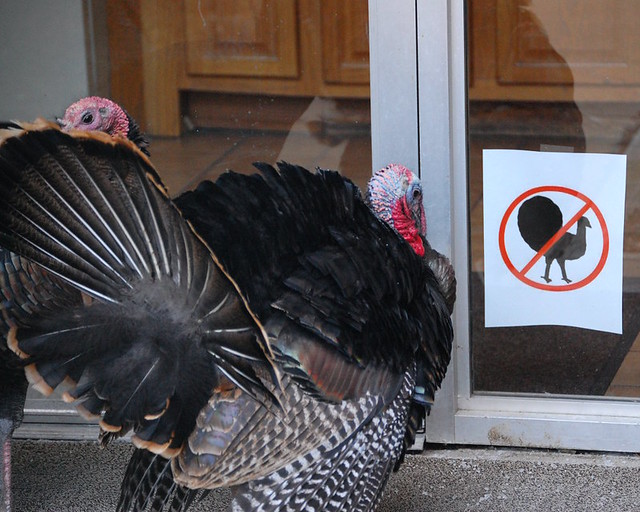 Turkeys Can't Read