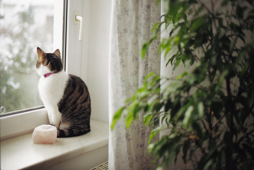 フリー写真素材|動物|哺乳類|ネコ科|猫・ネコ|窓辺|
