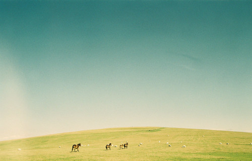  フリー写真素材, 自然・風景, 丘, 草原, 馬・ウマ,  