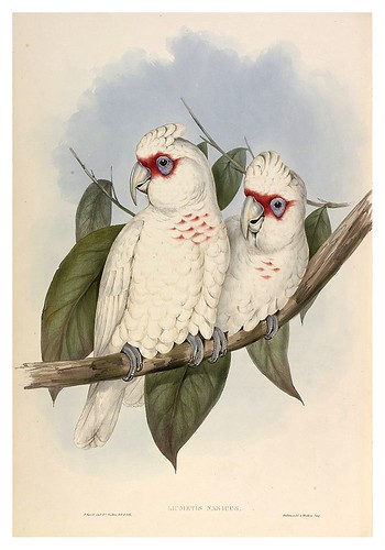 028-Cacatua de pico largo-The Birds of Australia  1848-John Gould- National Library of Australia Digital Collections