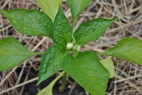 bell pepper bloom bud